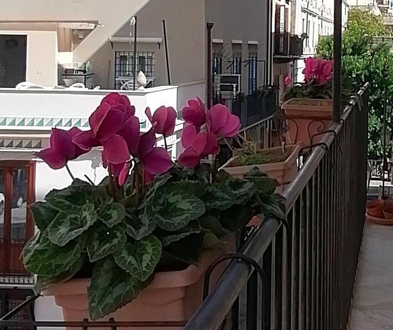Calimero Luxury Suite Palermo Exteriör bild